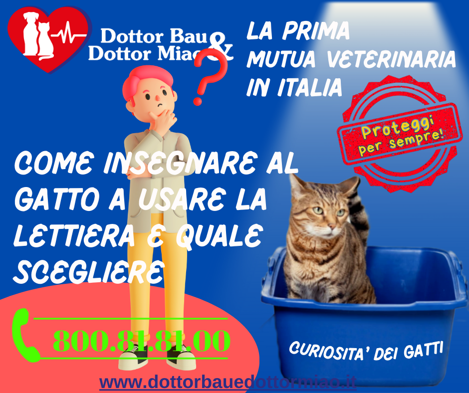 🐾💼Come insegnare al gatto a usare la lettiera e quale scegliere🐾❤️