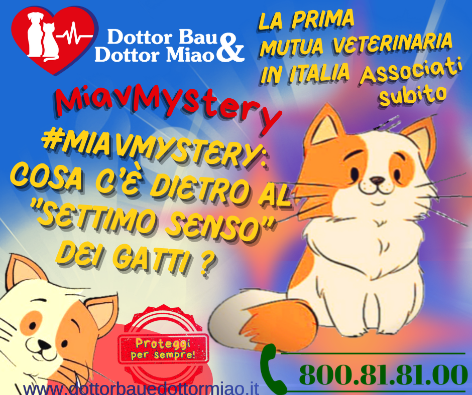 #MiavMystery: Cosa c'è dietro al 