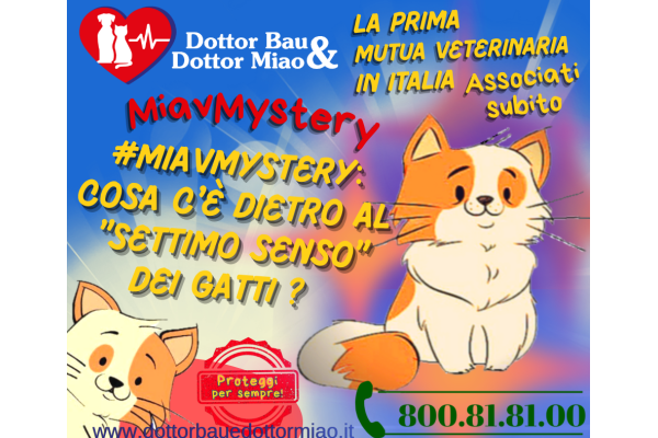 #MiavMystery: Cosa c'è dietro al 