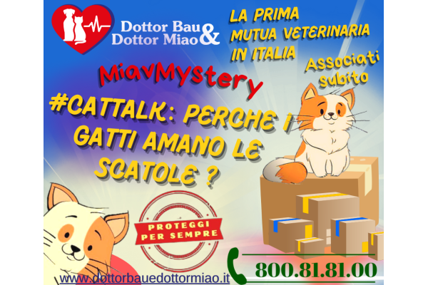 #CatTalk: Parola a Dottor Miao - Perché i gatti amano le scatole? 📦🐱