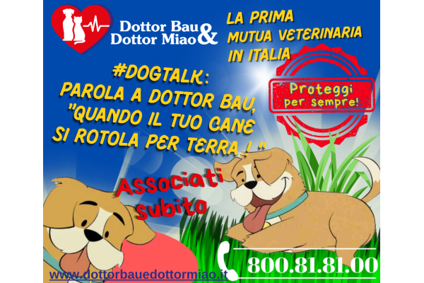 **#DogTalk🐾:** Avete mai visto il vostro amico peloso rotolarsi a terra come se stesse facendo una coreografia per un talent show?