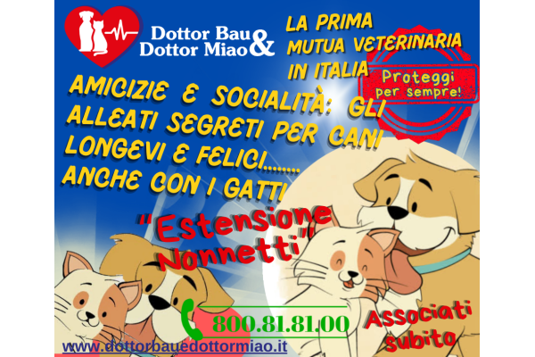 Amicizie e socialità: gli alleati segreti per cani longevi e felici........ anche con i gatti