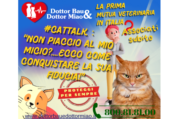 #CatTalk: 🐾Non piaccio al mio micio? Ecco come conquistare la sua fiducia!