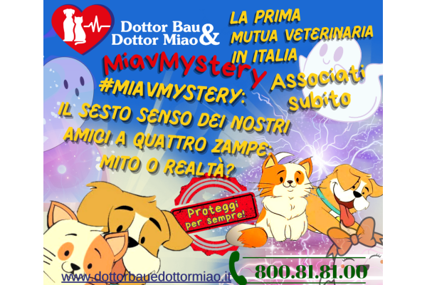 #MiavMistery 🌙🔮  Il Sesto Senso dei nostri amici a quattro zampe: mito o realtà?