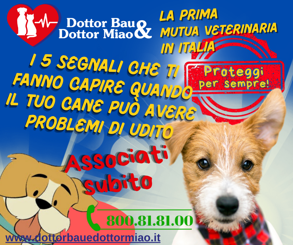 I 5 segnali che ti fanno capire quando il tuo cane può avere problemi di udito