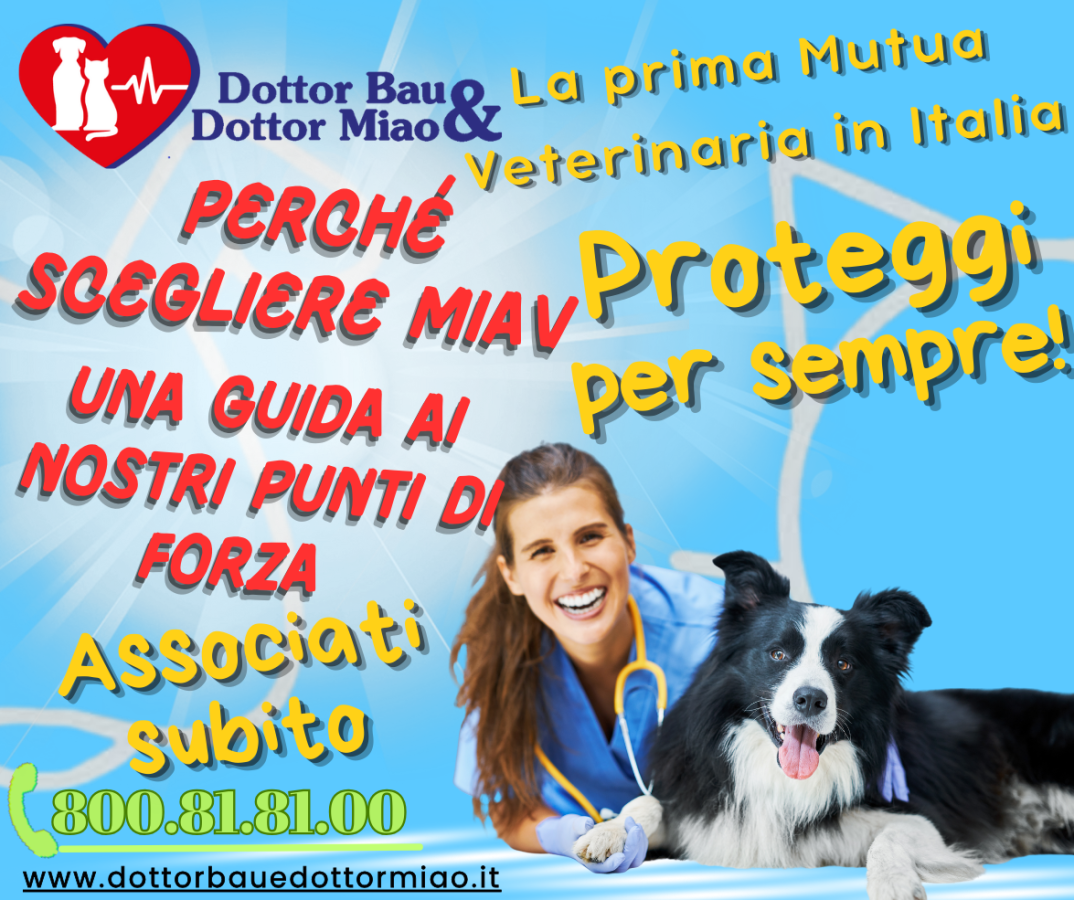 Perché Scegliere MIAV: Una Guida ai Nostri Punti di Forza