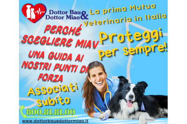 Perché Scegliere MIAV: Una Guida ai Nostri Punti di Forza