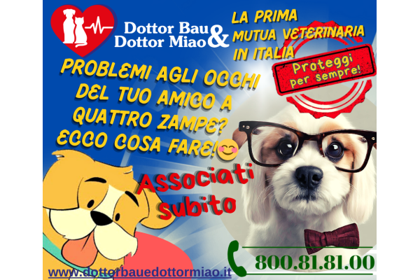 Problemi agli occhi del tuo amico a quattro zampe? Ecco cosa fare! 😊🐾