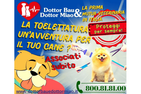🐕‍🦺🚿 La Toelettatura: un'avventura per il tuo Cane?