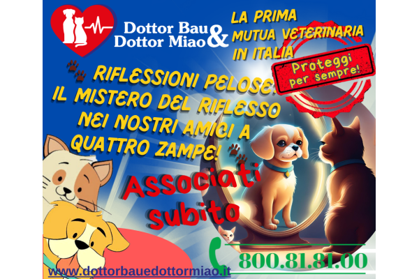 🐾 Riflessioni Pelose: Il Mistero del Riflesso nei Nostri Amici a Quattro Zampe! 🐾