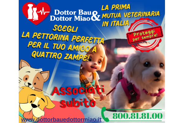 🐾 Scegli la Pettorina Perfetta per il Tuo Amico a Quattro Zampe! 🐕🐈