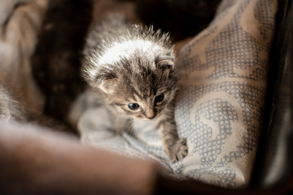 Un nuovo gattino in casa: cosa fare per accoglierlo