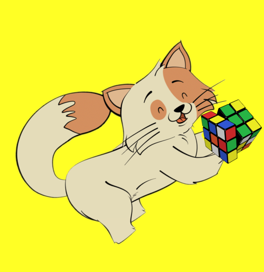 Ecco il test di intelligenza per gatti  -  Scopri quanto è genio il tuo micio