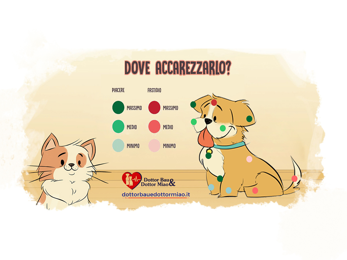 Come e dove accarezzare il cane.