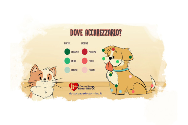 Come e dove accarezzare il cane.