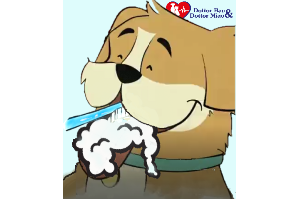 Ma tu lavi i denti al tuo cane? Ecco un po’ di consigli e alcune semplici ricette su come fare un ottimo dentifricio per lui.