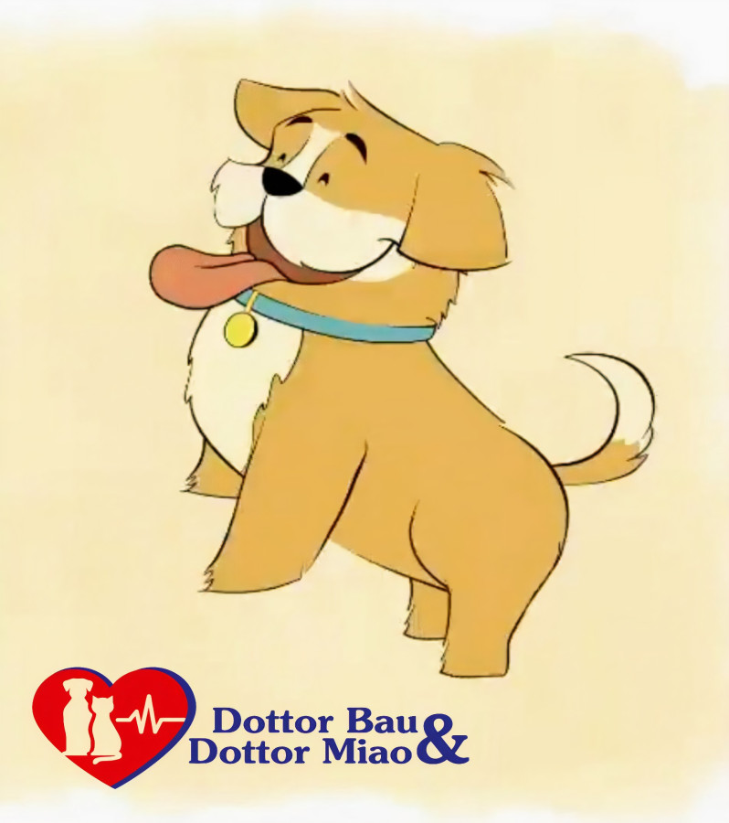 Perché il cane abbaia alle persone? Cosa vuole dire?