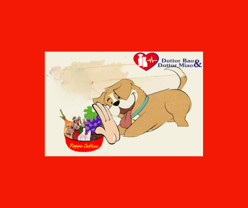 Cosa non devono mangiare i cani?