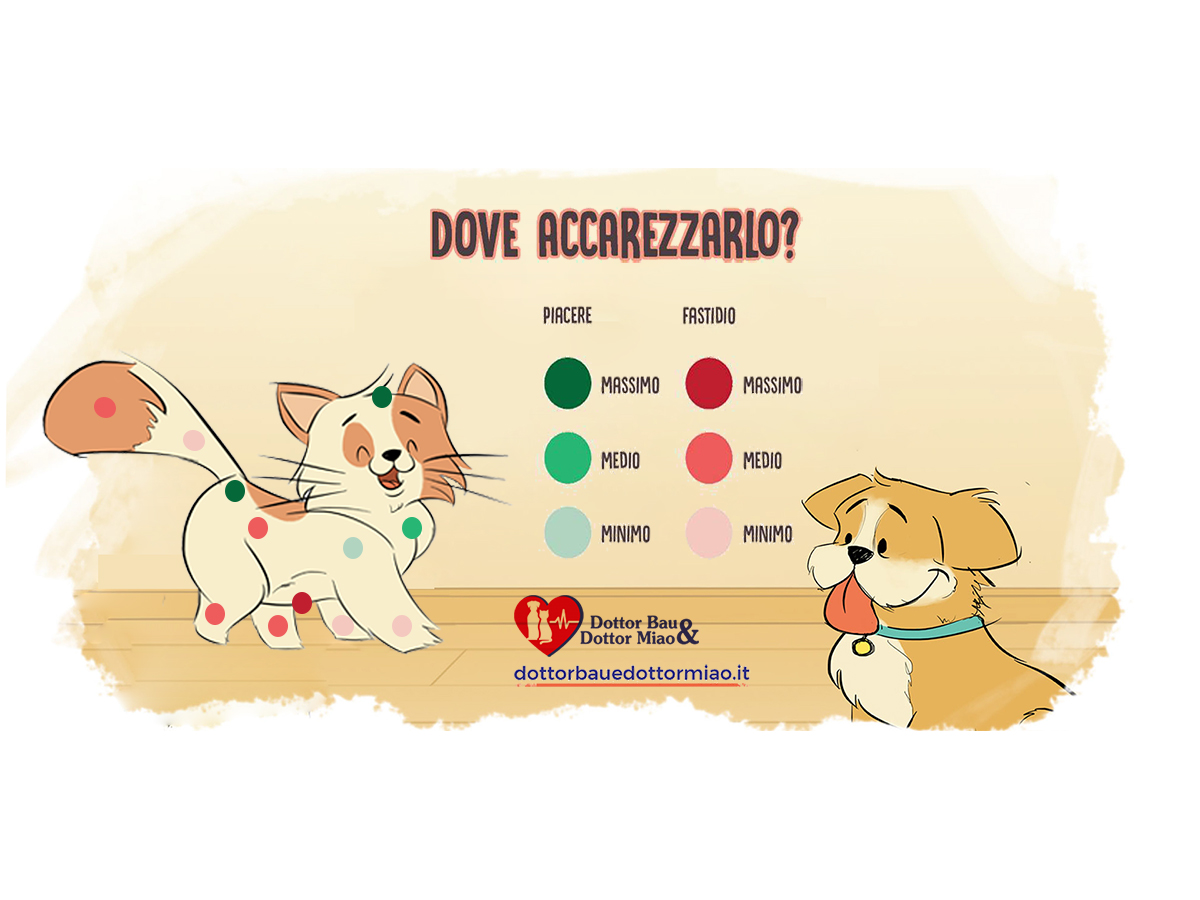 Come e dove accarezzare il gatto