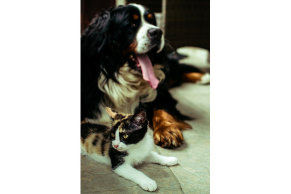 Il mio animale si morde: perchè?