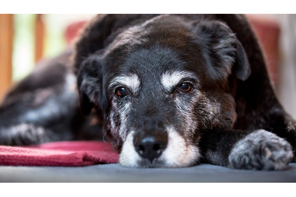 L'Estensione Nonnetti: cos'è e come attivarla